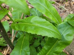 Pseudoturritis turrita