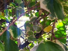 Hedera