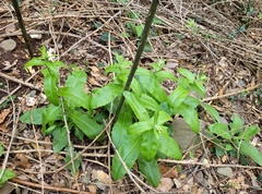 Pseudoturritis turrita