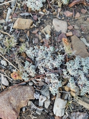 Castilleja cinerea