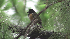 Pipilo maculatus macronyx