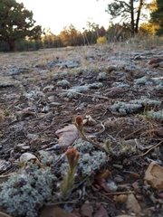 Castilleja cinerea