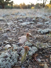 Castilleja cinerea