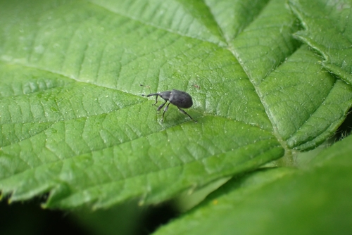 Strawberry blossom weevil, 3434 Nieuwegein, Nederland, photo 7 of 10