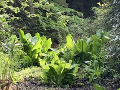Lysichiton