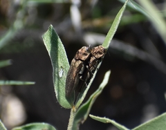 Agrilus obtusus