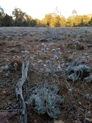 Eriogonum kennedyi austromontanum