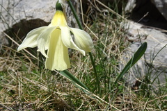 Narcissus moleroi