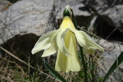 Narcissus moleroi