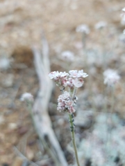 Eriogonum kennedyi austromontanum