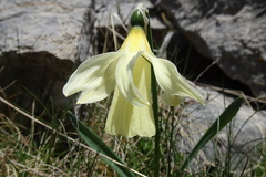 Narcissus moleroi