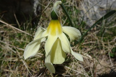 Narcissus moleroi