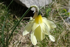 Narcissus moleroi