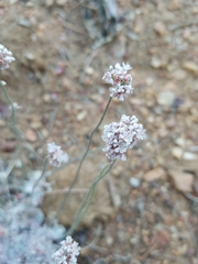 Eriogonum kennedyi austromontanum