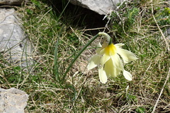 Narcissus moleroi