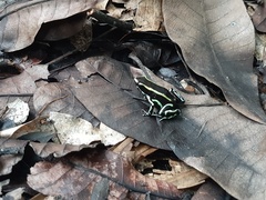 Dendrobates truncatus