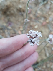 Eriogonum kennedyi austromontanum