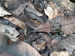 Dendrobates truncatus