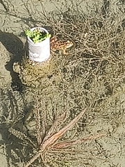 Pelophylax bedriagae