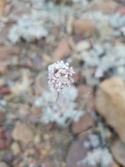 Eriogonum kennedyi austromontanum