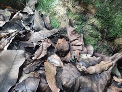 Dendrobates truncatus