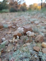 Eriogonum kennedyi austromontanum