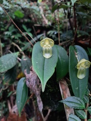 Pleurothallis octavioi