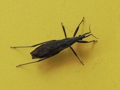 Pygolampis bidentata