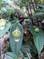 Pleurothallis octavioi