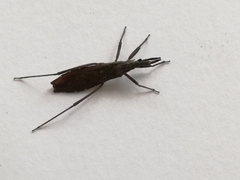 Pygolampis bidentata