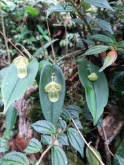Pleurothallis octavioi