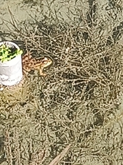 Pelophylax bedriagae