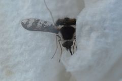 Bombylius pulchellus