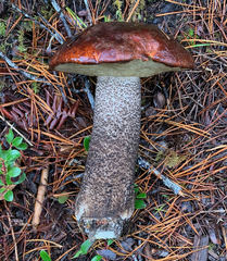 Leccinum ponderosum