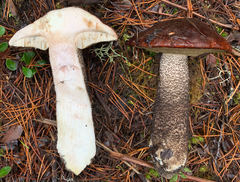 Leccinum ponderosum