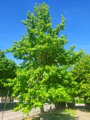 Liquidambar styraciflua
