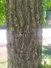 Liquidambar styraciflua