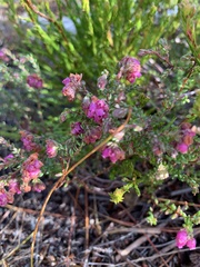 Erica clavisepala
