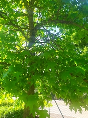 Liquidambar styraciflua