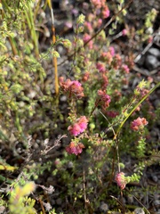 Erica clavisepala