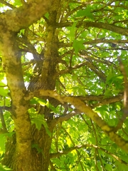Liquidambar styraciflua