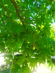 Liquidambar styraciflua