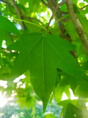 Liquidambar styraciflua