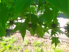 Liquidambar styraciflua