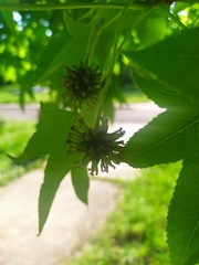 Liquidambar styraciflua