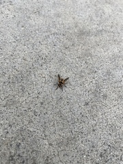 Diptera
