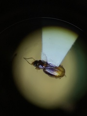 Mioptachys flavicauda