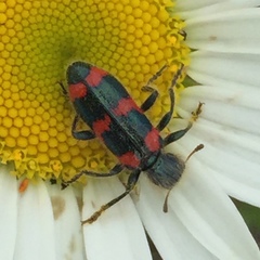 Trichodes nuttalli