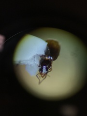 Mioptachys flavicauda