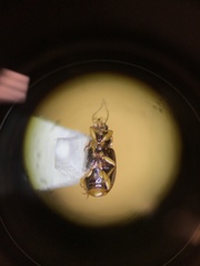 Mioptachys flavicauda